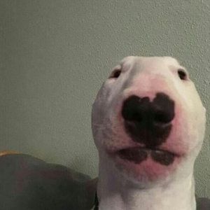 Meet your Posher, Gavin